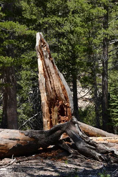 DSC_3659 (Large).JPG